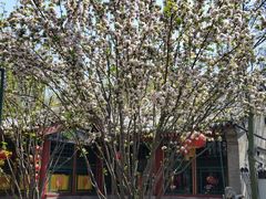 -白家大院·王府宫廷菜(苏州街店)