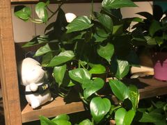 -蜀留香石锅鱼(六顺街店)