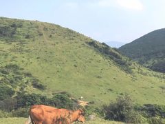 -大姆山草场