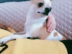 -小伙伴宠物医院•急重症转诊中心·老年专科·犬猫全科(北大街总院)