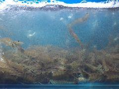 -深海800米海鲜自助(万达广场店)