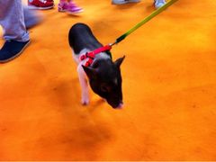 iphone_upload_pic-东浩兰生上海世博展览馆