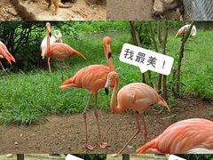 -青岛森林野生动物世界