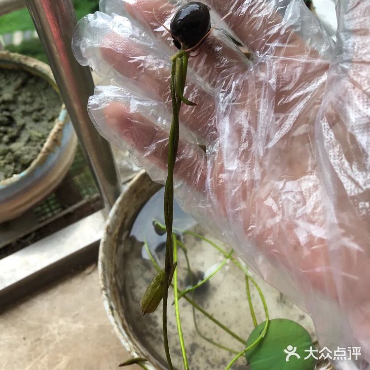 碗莲的简易种植
