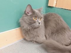 -飞行喵MR PILOT|猫舍·猫咖(静安大融城店)