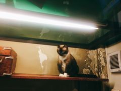 -猫咪博物馆(顶澳仔猫街店)