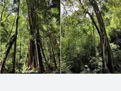-西双版纳总佛寺