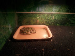 android_upload_pic-上海大自然野生昆虫馆