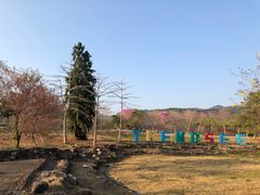 -天适樱花悠乐园