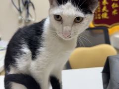 -安安宠医宠物医院·异宠·犬猫内科(岳阳分院)