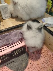 -神奇动物撸宠馆·羊驼·小浣熊·异宠(豫园店)