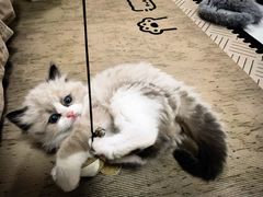 -瑞派·关忠动物医院·猫专科·犬专科(三环新城店)