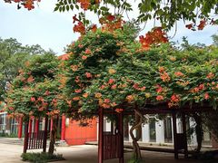 -石家庄市植物园