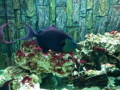 -北戴河圣蓝海洋公园