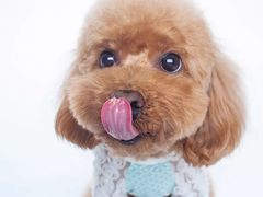 -芭比堂动物医院·犬猫全科·异宠专科(雁塔分院)