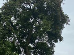 -张坝桂圆林公园