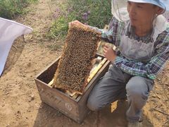 -紫海香堤香草艺术庄园