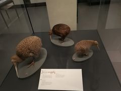 -奥克兰战争纪念博物馆