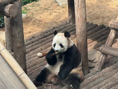 -大连森林动物园