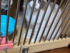 -Bastet sally猫舍购宠(静安店)