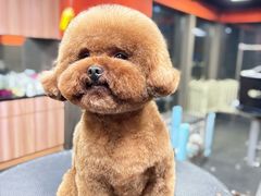 -宠宠熊宠物美容(星湖街店)