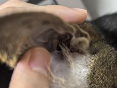 -御宝贝·A梦猫科宠物医院(国际猫友好医院)