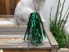 -喵屿·大理花园猫咖