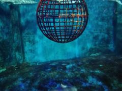 -大连圣亚海洋世界