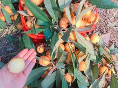 -塘栖枇杷特色园区