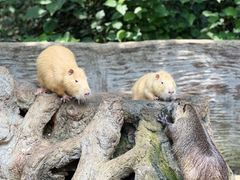 -海南热带野生动植物园