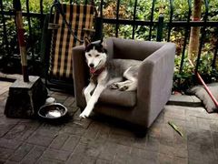 -志龙皇冠吃货椰子铺