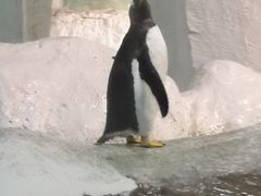 -大连圣亚海洋世界