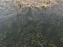 -前关湿地公园