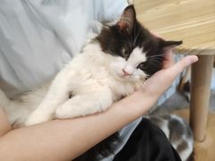 -楼上猫咖(罗湖店)
