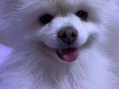 -宠爱国际动物医院· 猫科· 外科·中兽医(长白店)