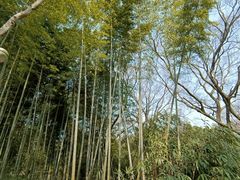 -采石矶景区