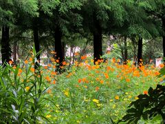 -昆山城市生态森林公园