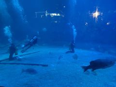 -烟台海昌鲸鲨海洋公园