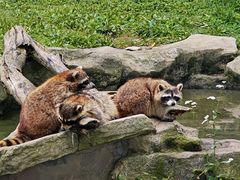 -上海野生动物园