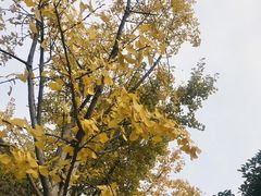 -百林公园-两江幸福广场