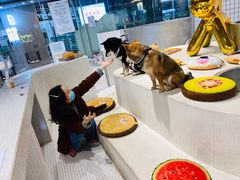 -柴务处·柴犬主题狗咖