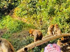 -西双版纳原始森林公园