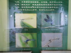 -上海昆虫博物馆