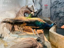 -Zoolung Zoolung动物主题公园(海信广场店)