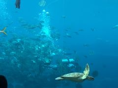 -瑞德姆美人鱼海底演艺主题餐厅(亚龙湾店)