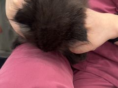 -安安宠医宠物医院·异宠·犬猫内科(岳阳分院)