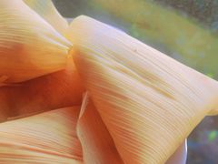 -叶婆婆豆浆馍馍