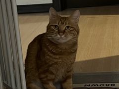 -瑞派福兴宠物医院犬猫全科·骨科·中西医结合(河东店)