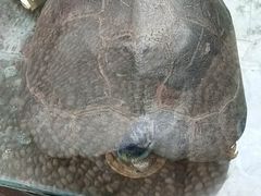-戚继光故里