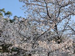 -武汉大学-樱园